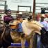 Tennessee High School Rodeo